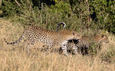 Two leopards walking through high grass