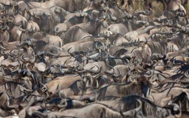 Hundreds of wildebeest preparing to cross the Mara River
