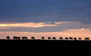 Blue wildebeest trudging across the plains