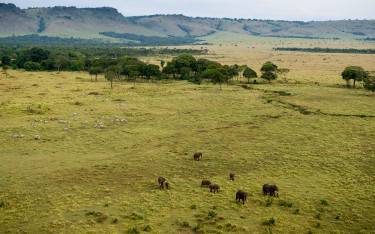 Thumbnail of African elephants seen from a hot-air balloon