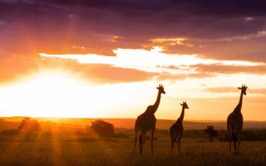Giraffes at sunset