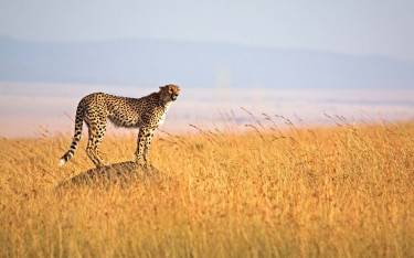 Cheetah standing on a termite mound to look for prey