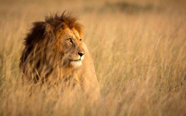 Male lion standing in tall grass