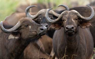 Herd of buffalo