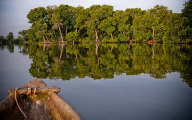 Kayaking between mangroves