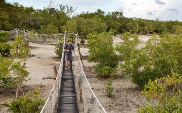 Boardwalk through mangroves