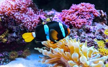 Colorful fish and corals in the Indian Ocean