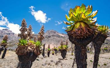 Giant senecios on the mountain