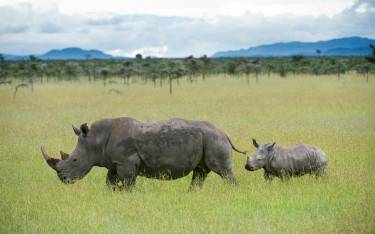 White rhino with calf