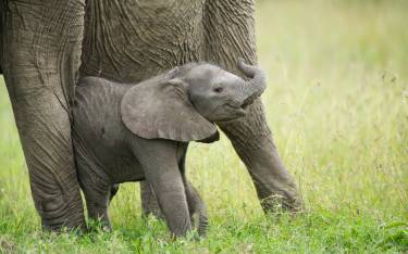 Baby African elephant