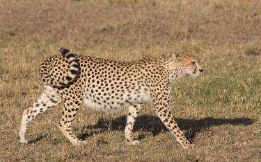 Pregnant cheetah