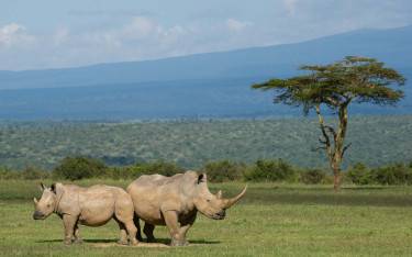 White rhino with calf