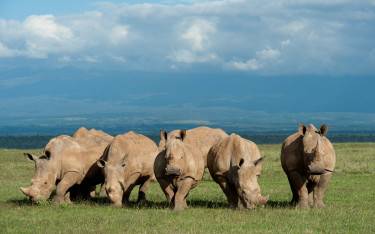 White rhinos