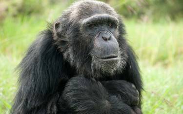 Chimpanzee in Sweetwaters Chimpanzee Sanctuary