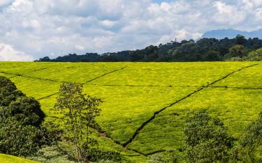 Tea plantation