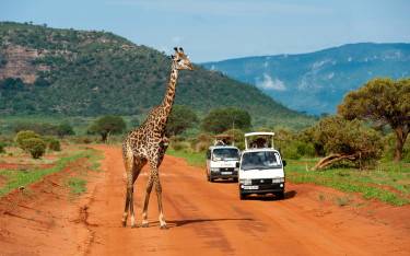 Safari vehicles and a Masai giraffe