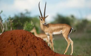 Grant's gazelle