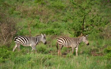 Plains zebras