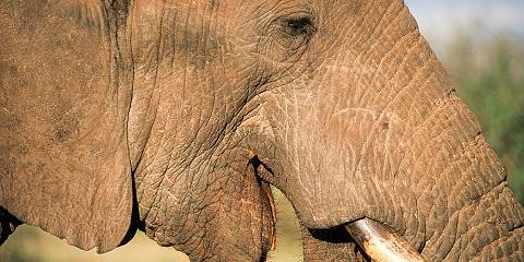 Amboseli, Hells Gate, L Nakuru, Masai Mara Budget