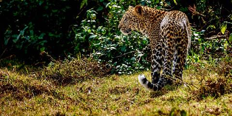 Lake Nakuru and Masai Mara Wildlife Safari
