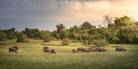 2-Day Sweet Acacia Safari