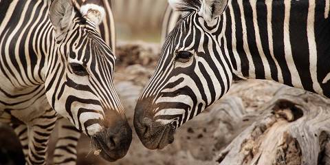 4-Day Lake Nakuru, Masai Mara Big Five Safari Experience