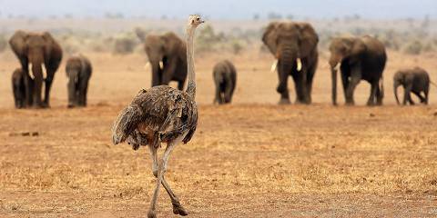 6-Day Kenya's Savannah and Kilimanjaro Safari