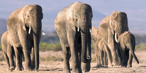 3-Day Masai Mara NR Mid-Range Tour