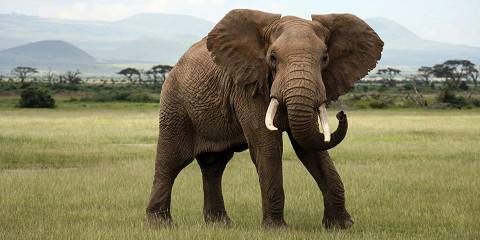 3-Day Amboseli Mid-Range Joining Adventure Escape