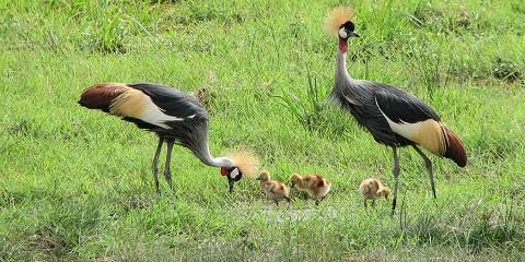 7-Day Kenya Safari Magic (Mid-Range)