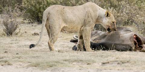 3-Day Amboseli-Tsavo East-Mombasa