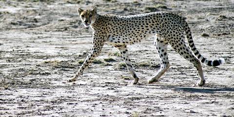 Budget Maasai Mara, Lake Nakuru & Amboseli Safari