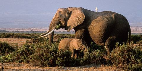9-Day Best Wildlife Experience Safari