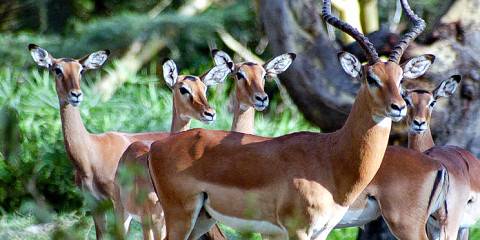 Nairobi Kenya National Park Full Tour