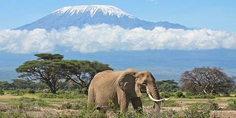 3-Day Amboseli Budget Safari, Elephants & Mt Kilimanjaro