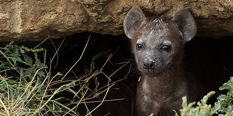 Kenya Luxury Safari - Kilimanjaro to Mara Plains