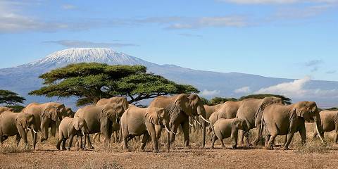 5-Day Amboseli Tsavo West East and Saltlick from Nairobi