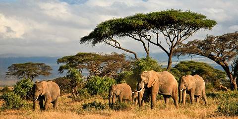 1-Day Spotting the Big 5 in Tsavo East