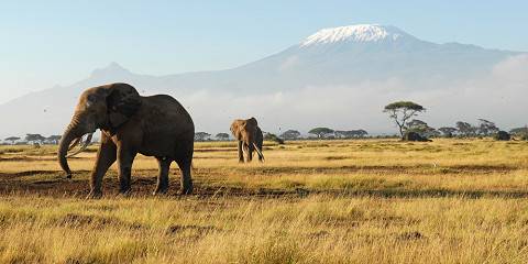 2-Day Amboseli Tour with 4x4 Jeep(Budget or Luxury Room)