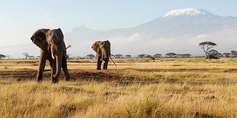 3-Day Explore Land of Giants Amboseli National Park