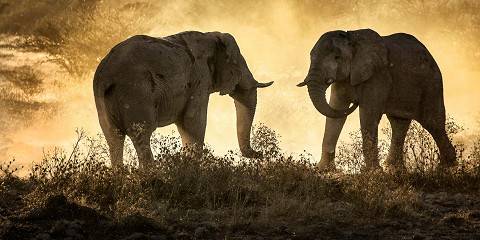 Fly-in Luxury Game Safari in Kenya