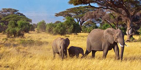 4-Day Tsavo and Amboseli Coast to Coast Private Safari