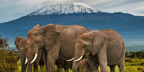 3-Day Amboseli Elephant Escape Luxury Safari