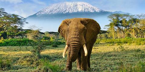 5-Day Tsavo-Amboseli Safari from Coastal Kenya