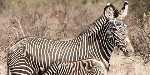 6-Day Kenyan Northern Circuit Safari
