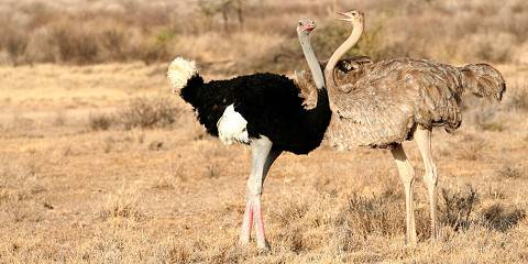 3-Day Untamed North; Magical Samburu Safari