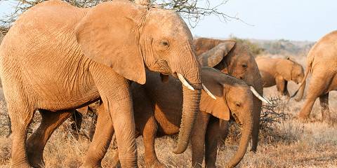 Ultimate Best Value Kenya & Tanzania Budget Safari