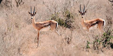 Samburu Game Reserve Tour