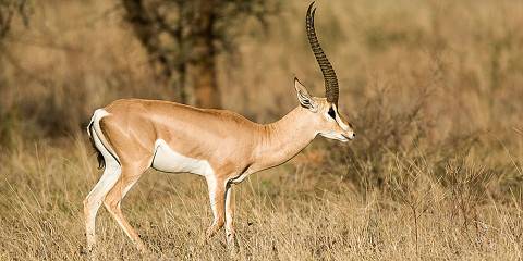 6-Day Mara-Nakuru-Amboseli Group Safari-4x4 Landcruiser