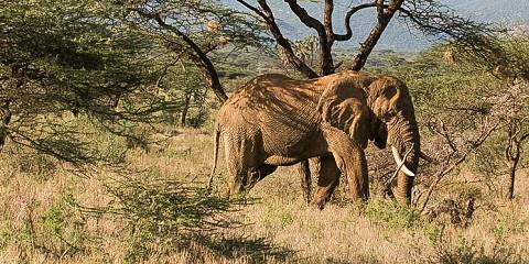 2-Day Tsavo East & Taita Hills Game Sanctuary